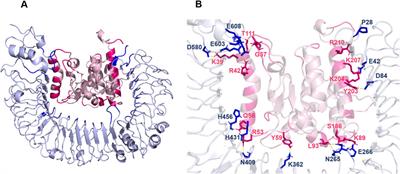 Sculpting multi-epitope vaccine against Monkeypox viral strains using immunoinformatics